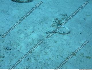 Spotted Snake Eel Ophichthidae 4
